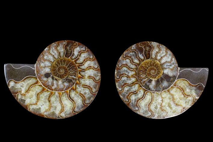Agate Replaced Ammonite Fossil - Madagascar #169447